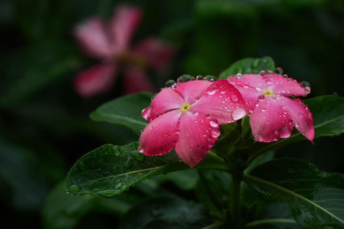 雨に濡れた庭の草花たち：秋 1 | GANREF