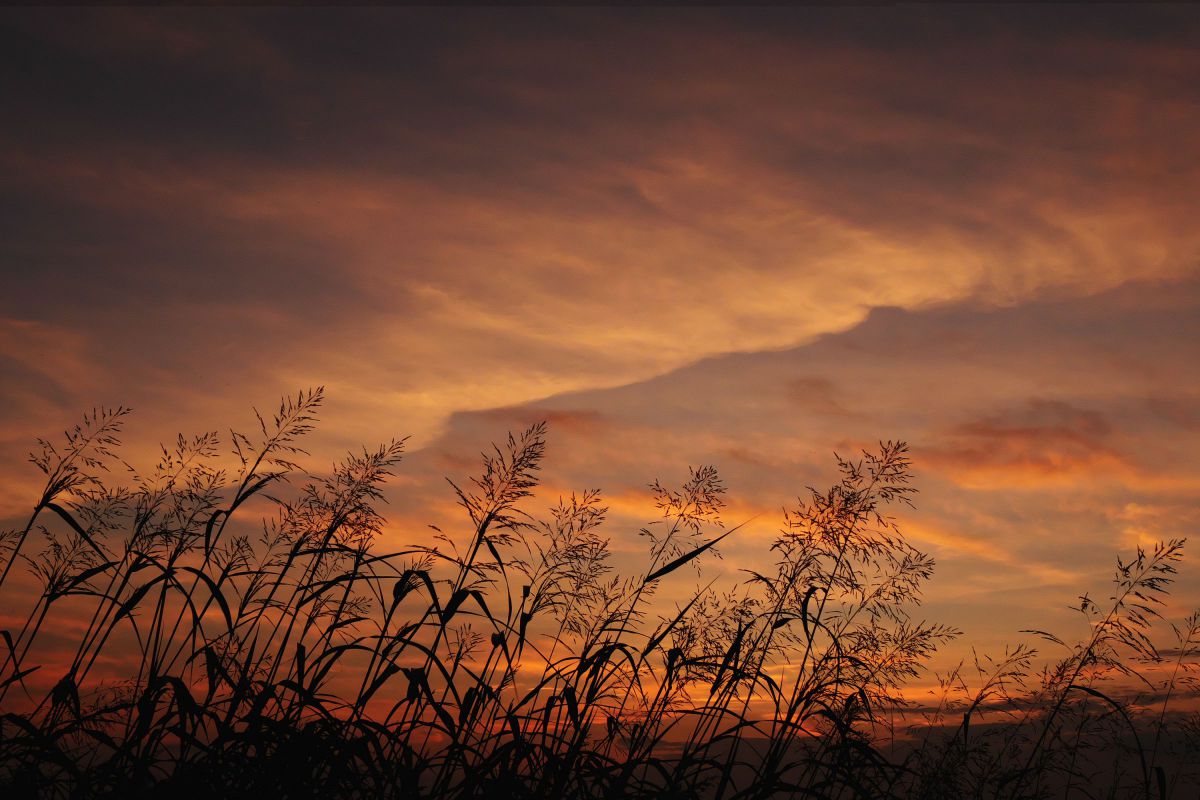 横長の風景：夏1 | GANREF