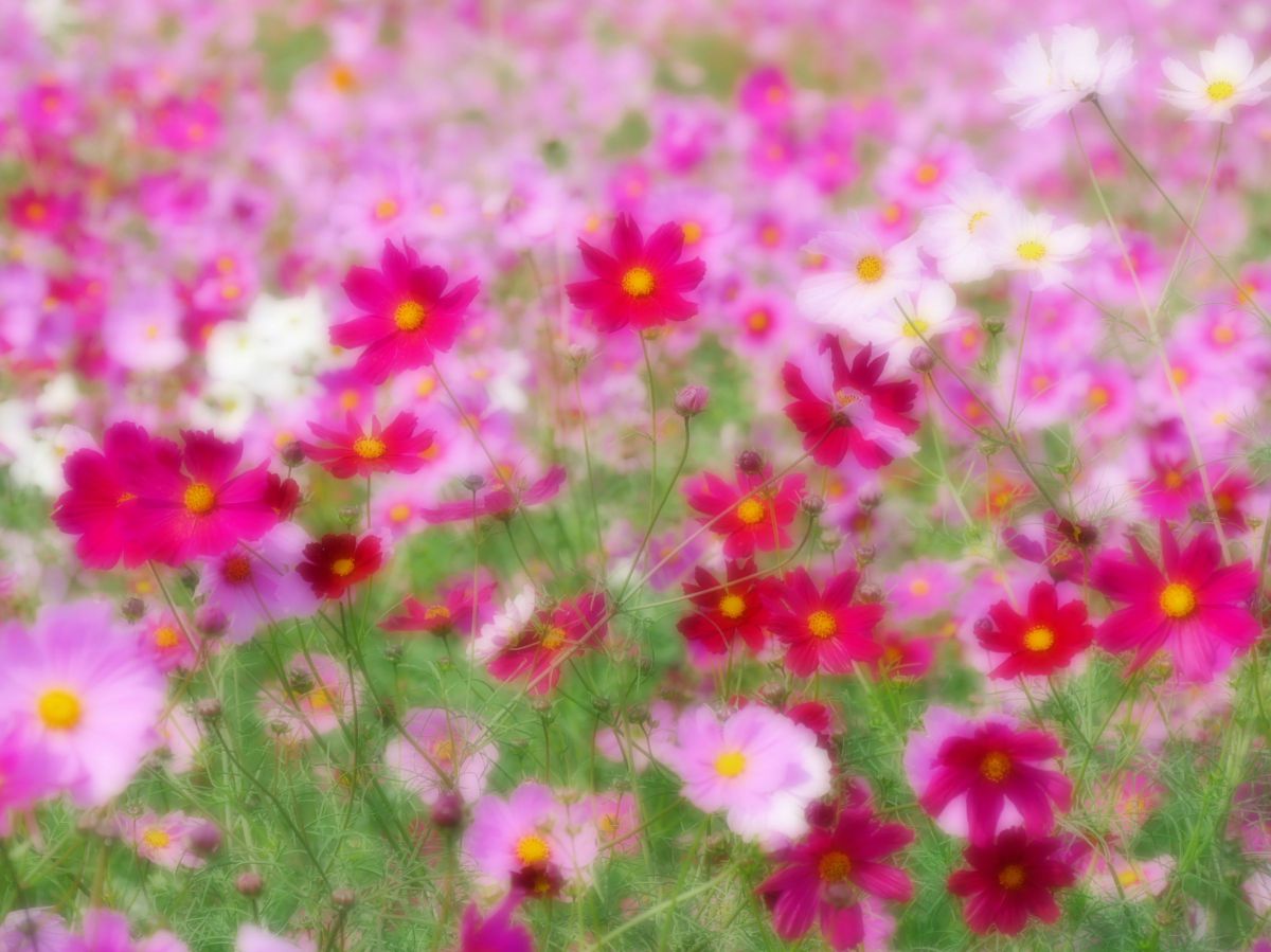 コスモスの写真 ᗰon | 画面いっぱいのコスモス♡ 可愛いお花ですね ◡̎