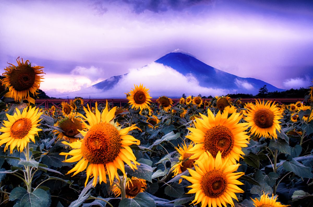 晩夏の風景 植物 花 花びら Ganref