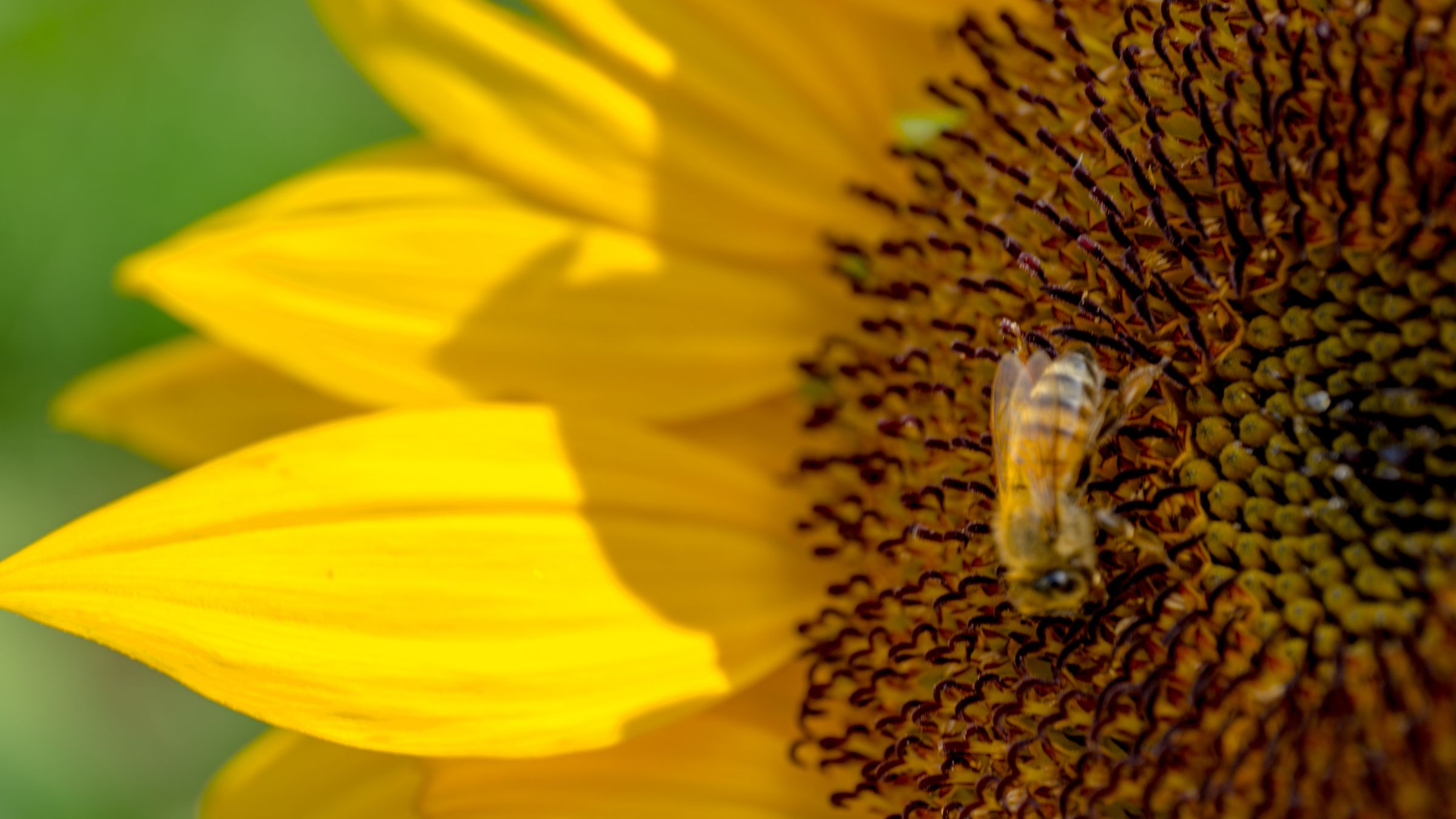 ひまわりと蜂 | GANREF