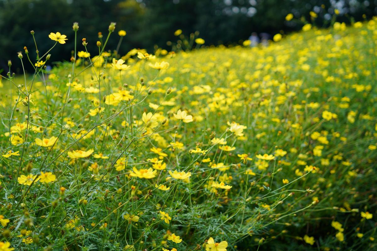 YELLOW | GANREF
