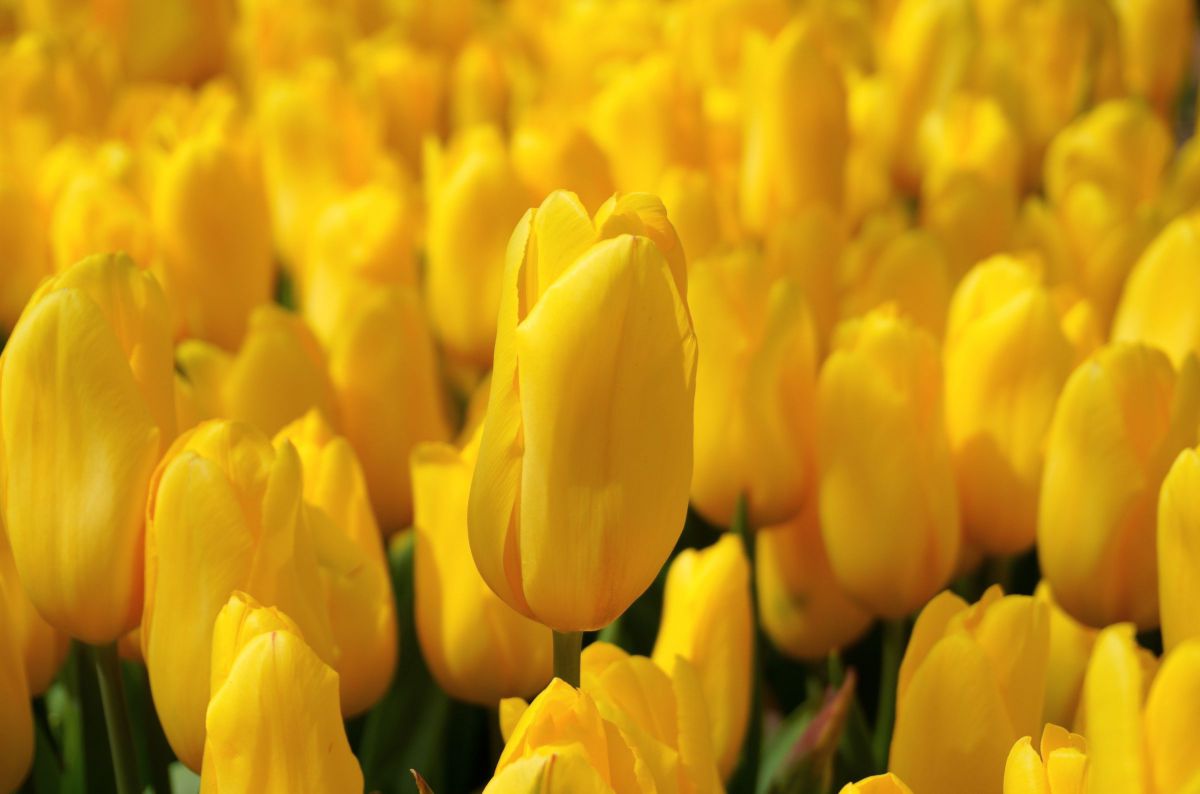 Yellow Tulip | GANREF