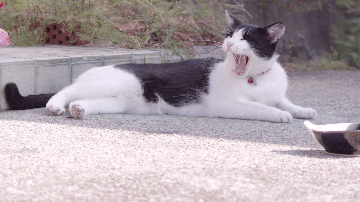 満腹 動物 猫 Ganref