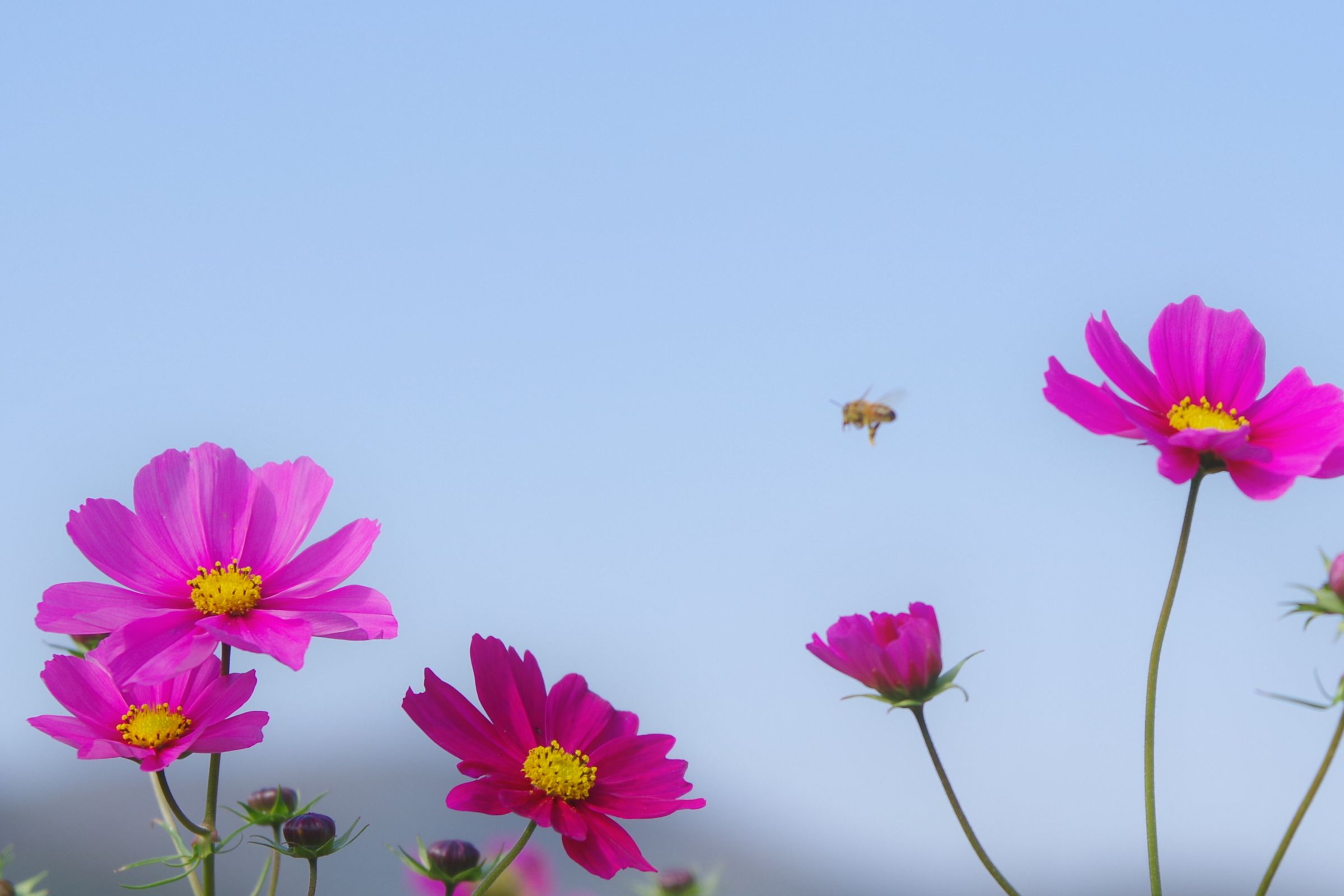 ミツバチのための花畑 | GANREF