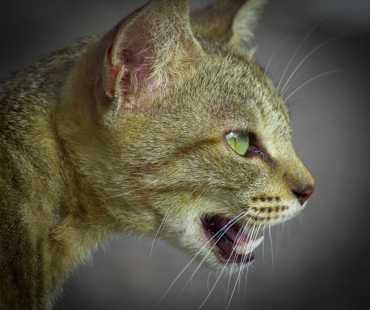 仲間を呼ぶ声 動物 猫 Ganref