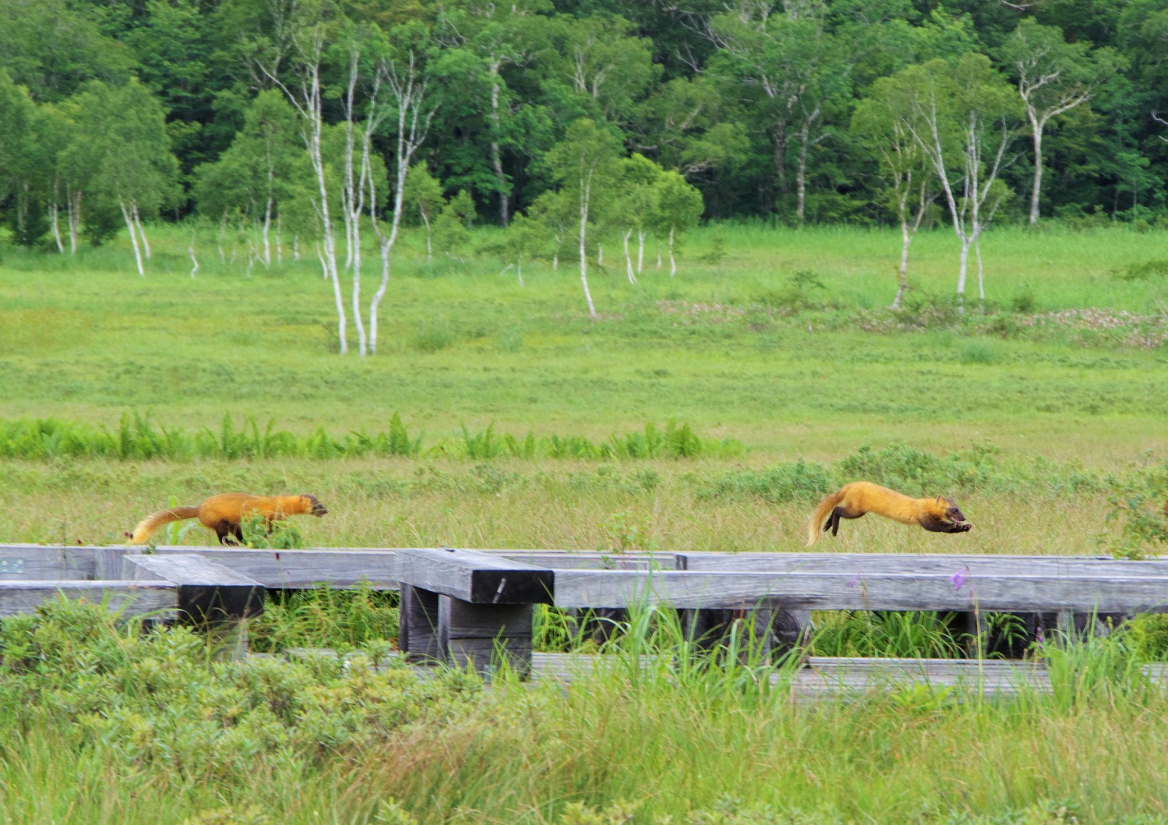 イタチごっこ | GANREF
