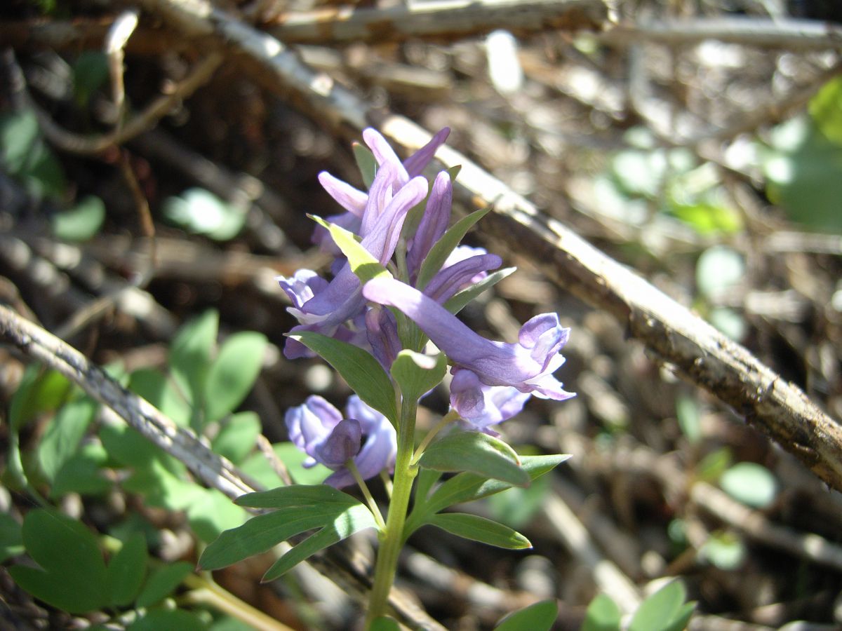 紫色の袋状の花 植物 花 花びら Ganref