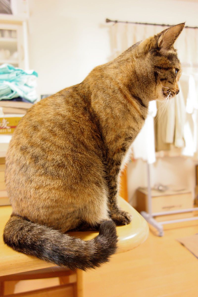 テーブルの角に座って何を思う 動物 猫 Ganref