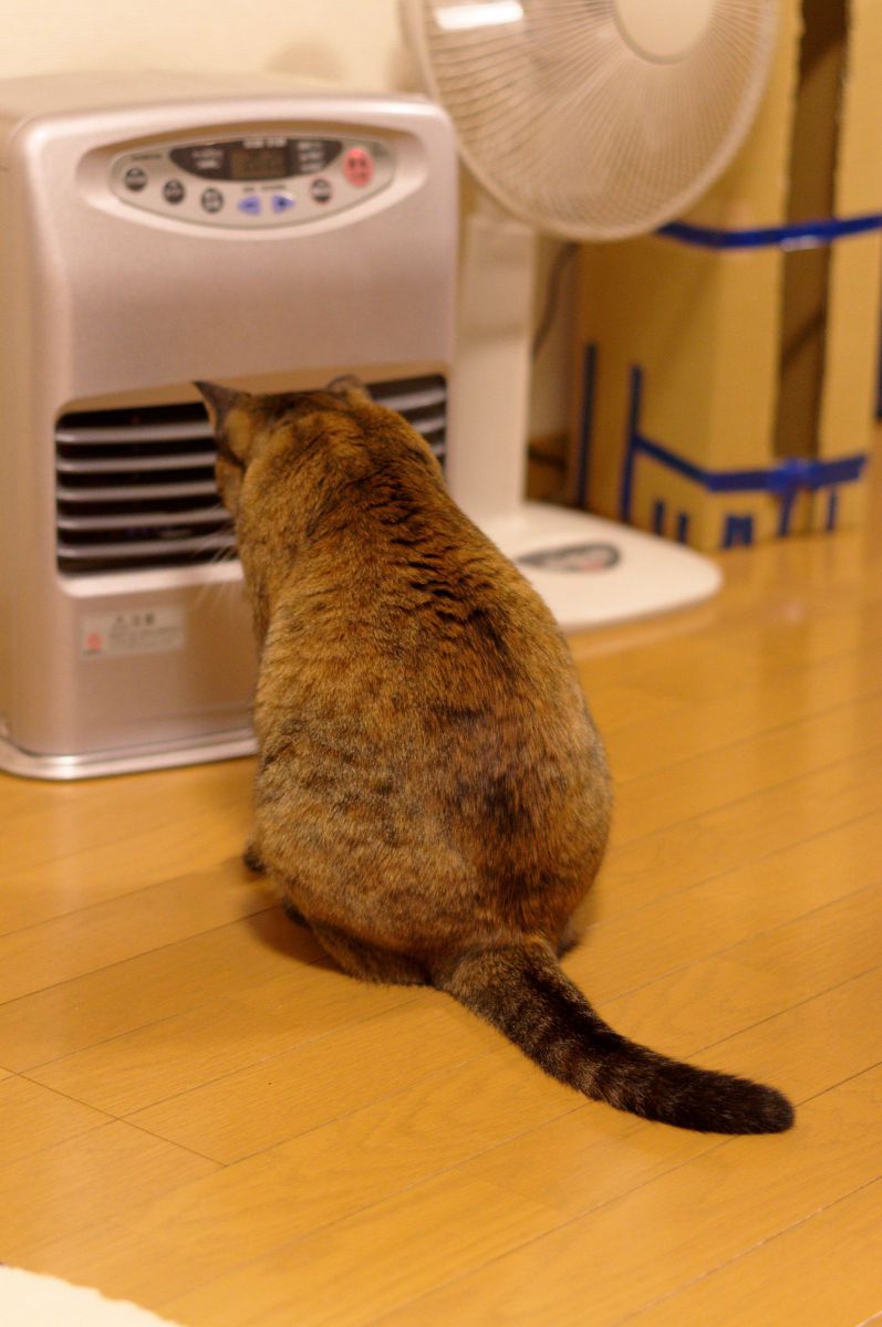 ストーブに最接近 動物 猫 Ganref