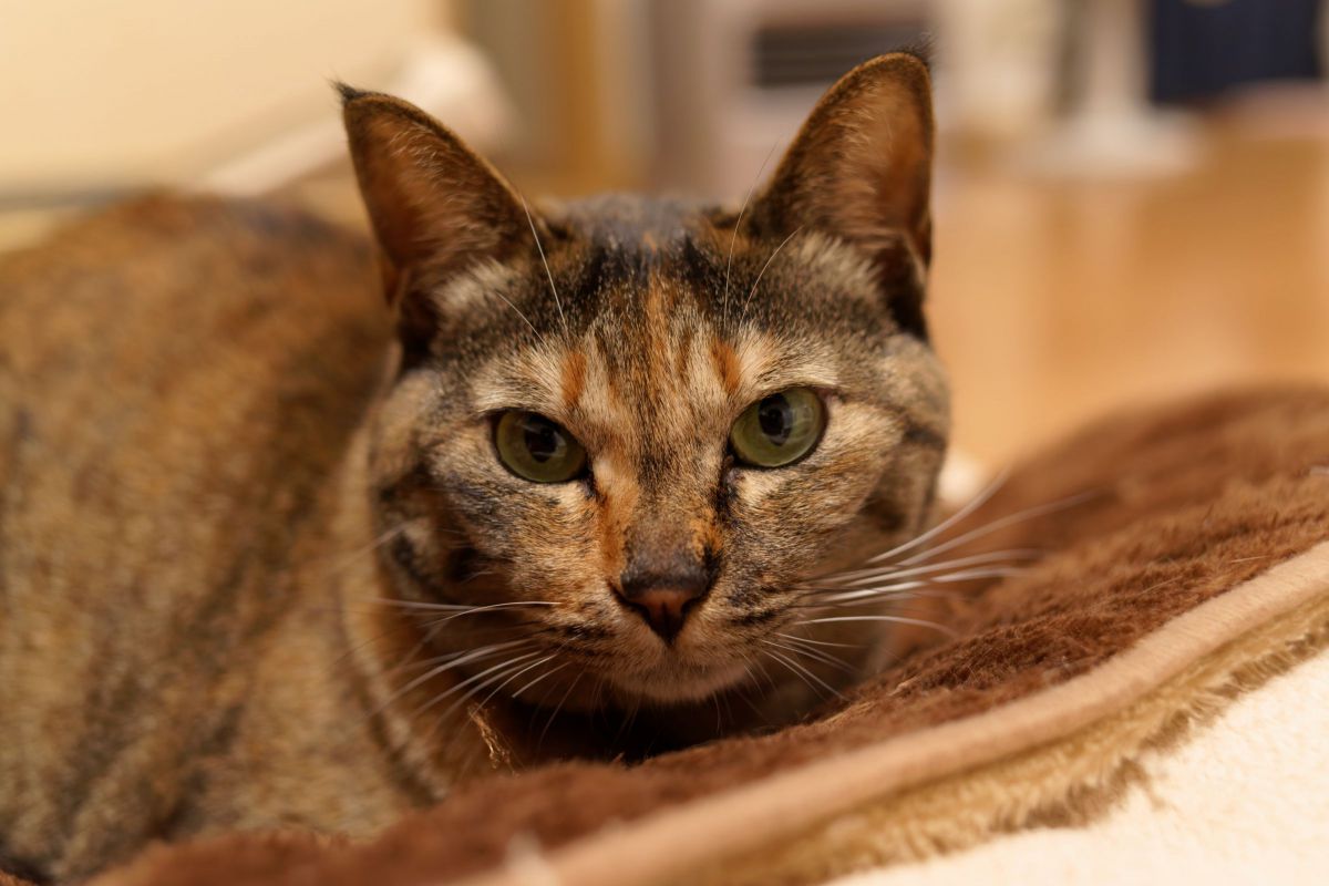 これを見た人は愛猫のドアップ画像を貼ろう 動物 猫 Ganref