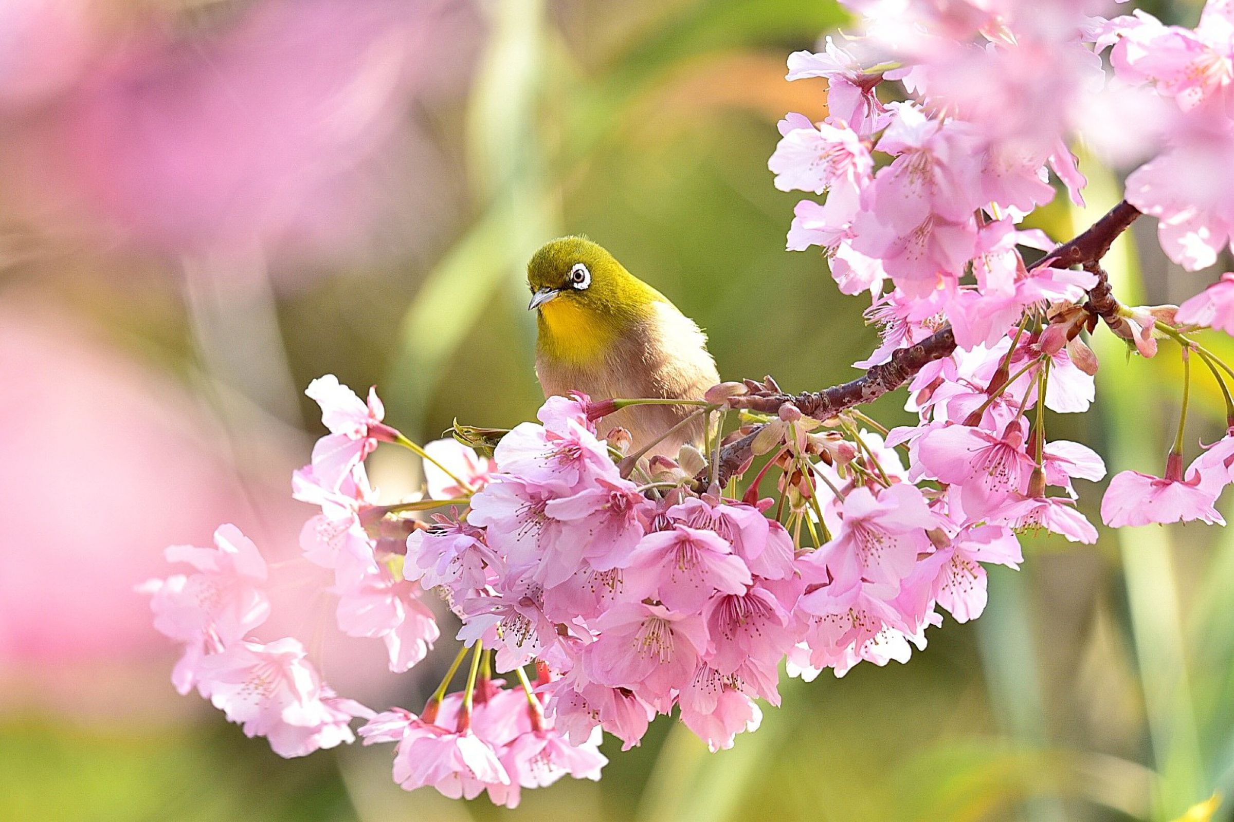 大分県津久見市河津桜 | GANREF