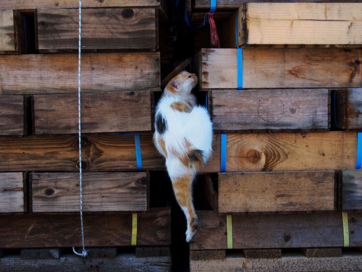 よじよじ。  動物 ＞ 猫  GANREF