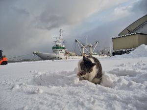 まえかがみ 動物 猫 Ganref