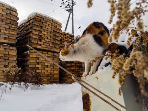 まえかがみ 動物 猫 Ganref