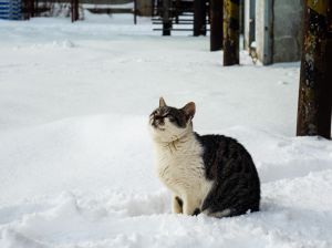 まえかがみ 動物 猫 Ganref