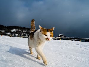 まえかがみ 動物 猫 Ganref