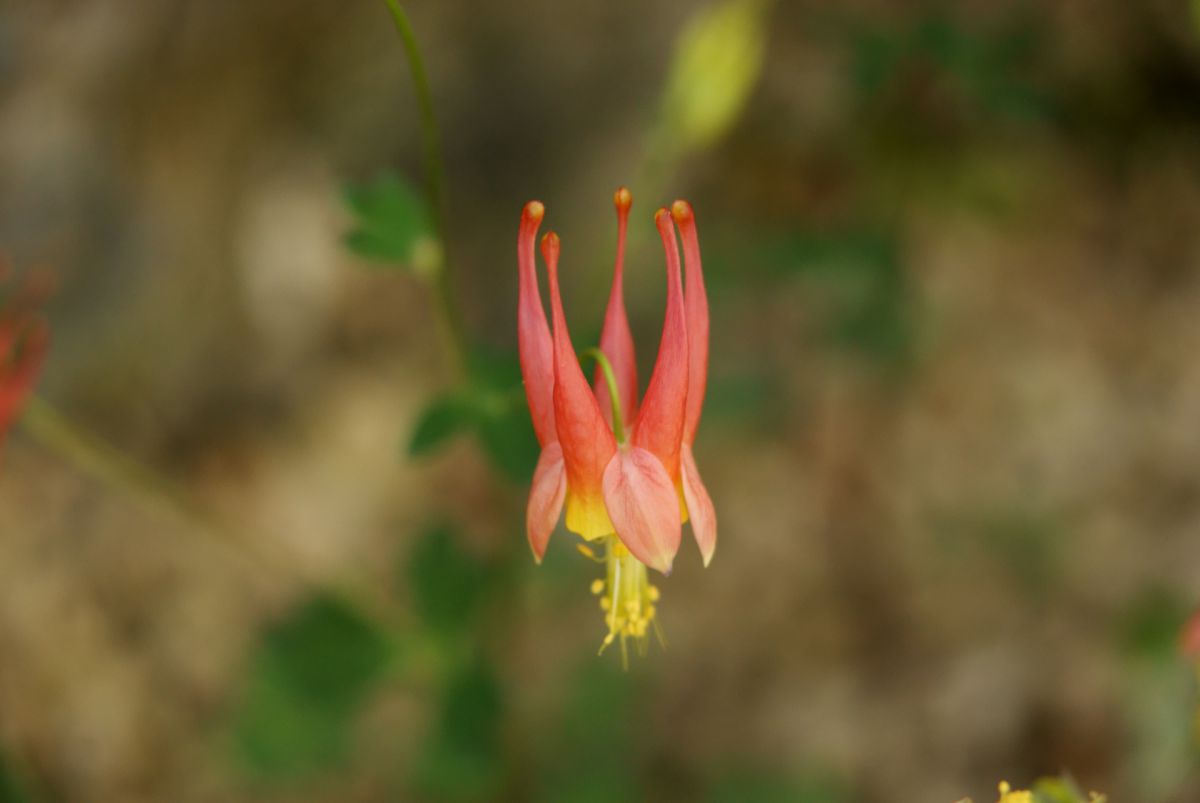 アキレギア カナデンシス 植物 花 花びら Ganref
