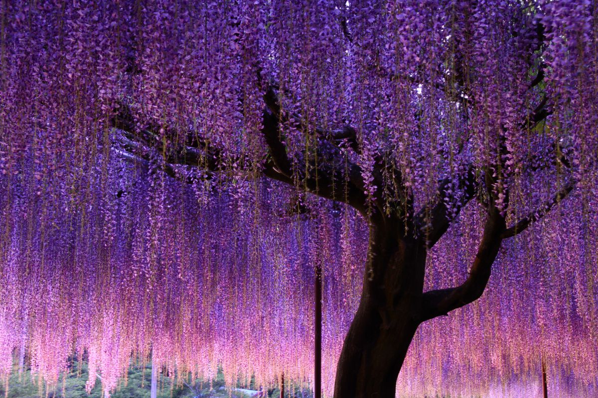 紫雨薫風 植物 花 花びら Ganref