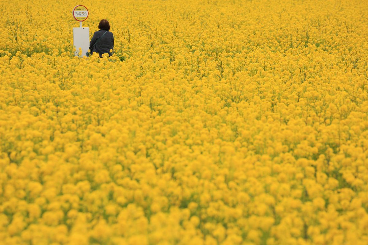 菜の花天国 植物 花 花びら Ganref