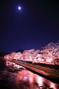 星月夜桜 | GANREF
