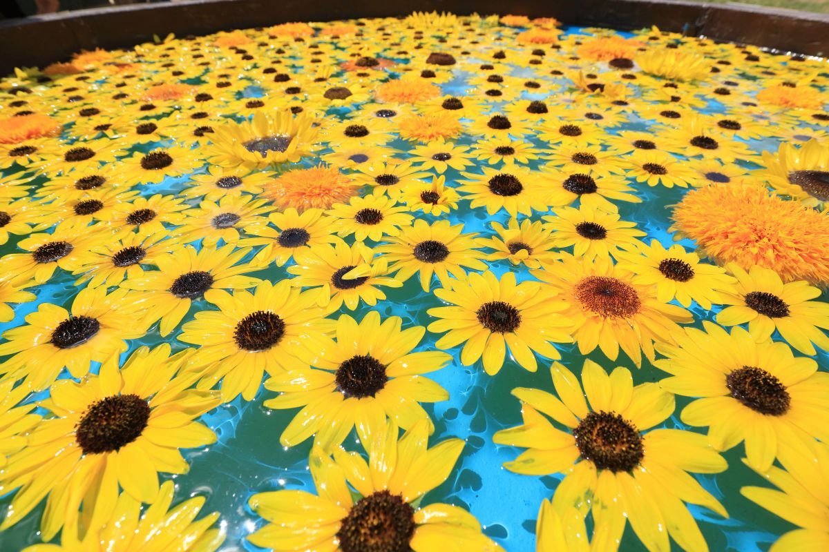 向日葵遊泳 | GANREF