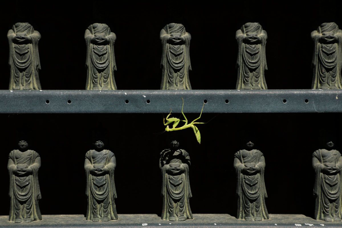 おおかまきり様　ありがとうございます The 