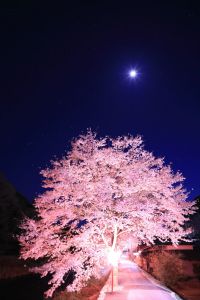 星月夜桜 | GANREF
