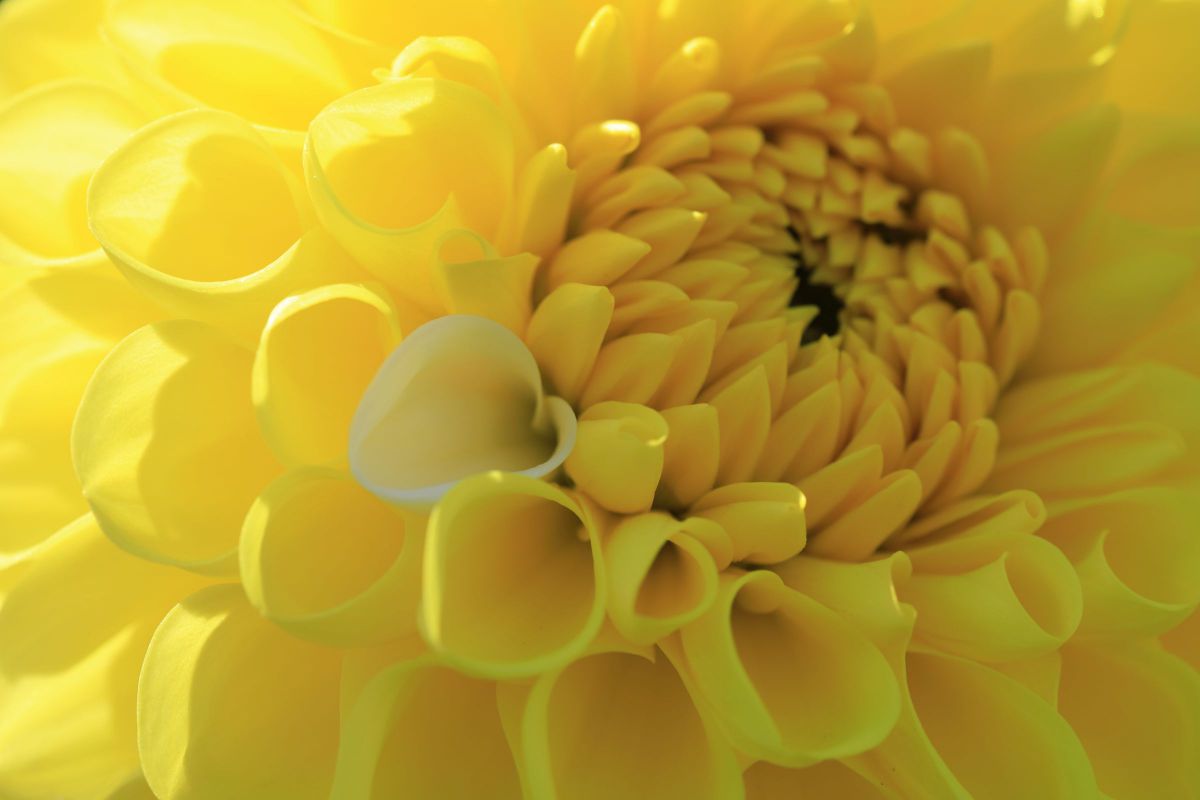 ホワイトハート GANREF