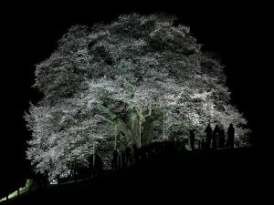 【夜桜雪】 20th Anniversary 第1弾シングル「桜月夜」Release決定！