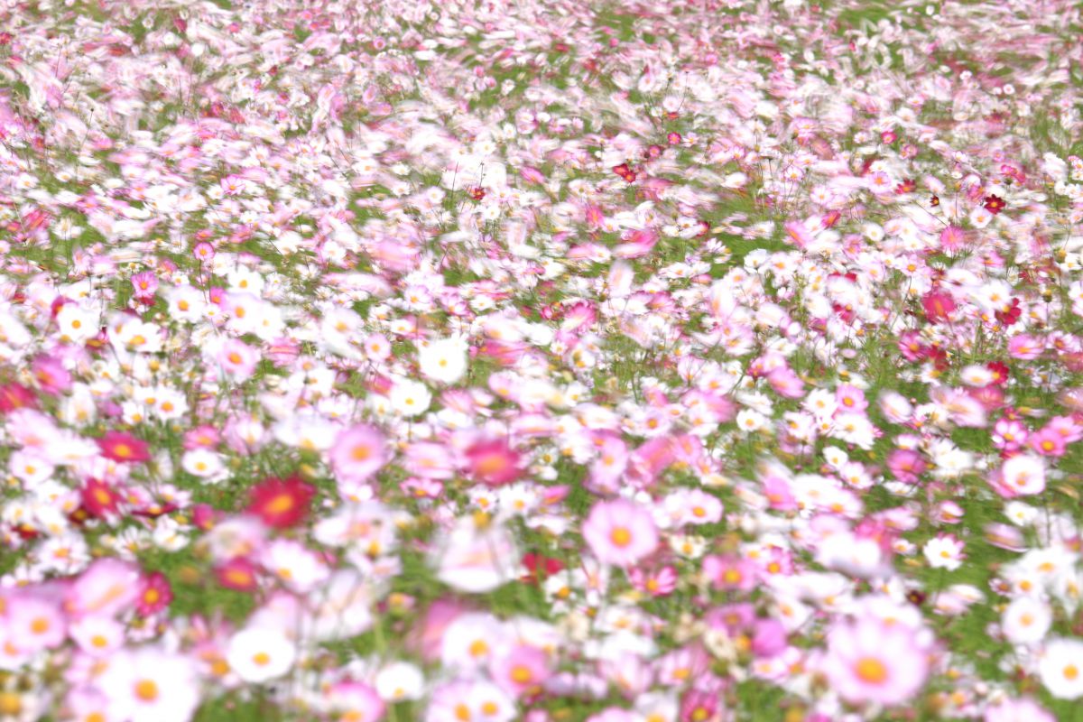 秋桜嵐舞 植物 花 花びら Ganref