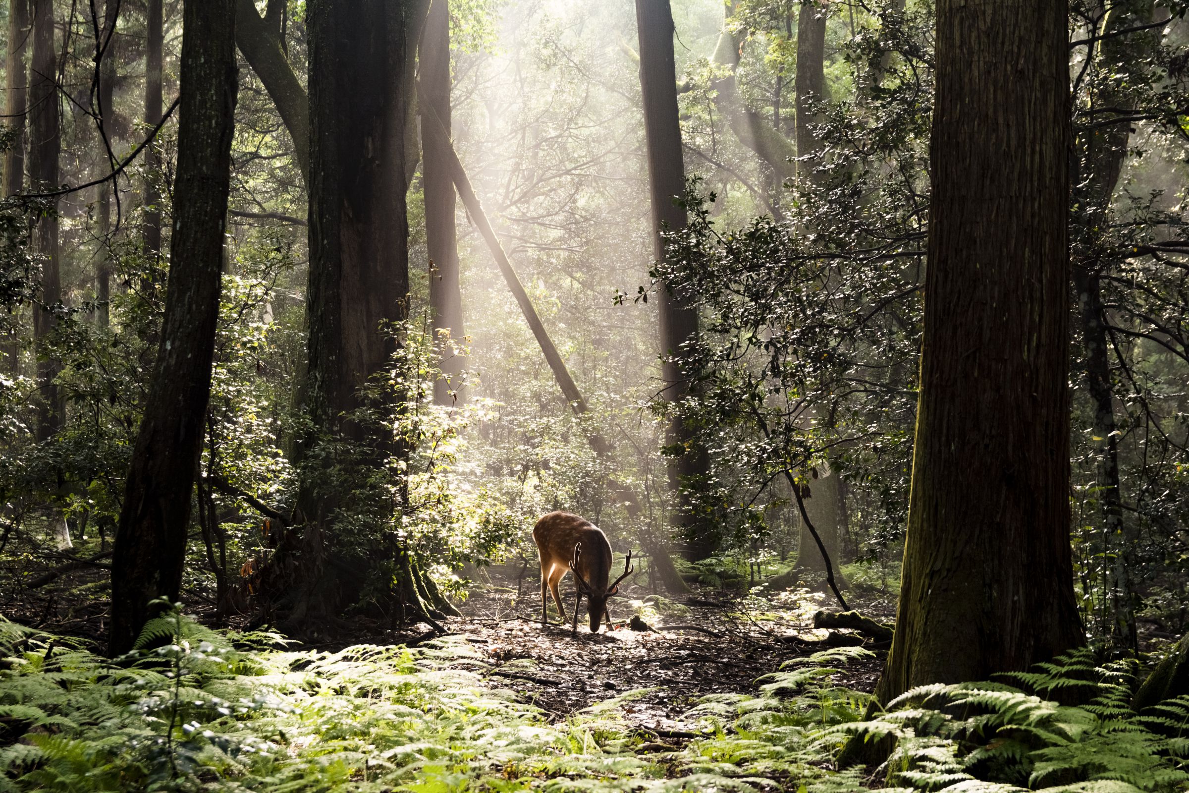 神秘の森 | GANREF