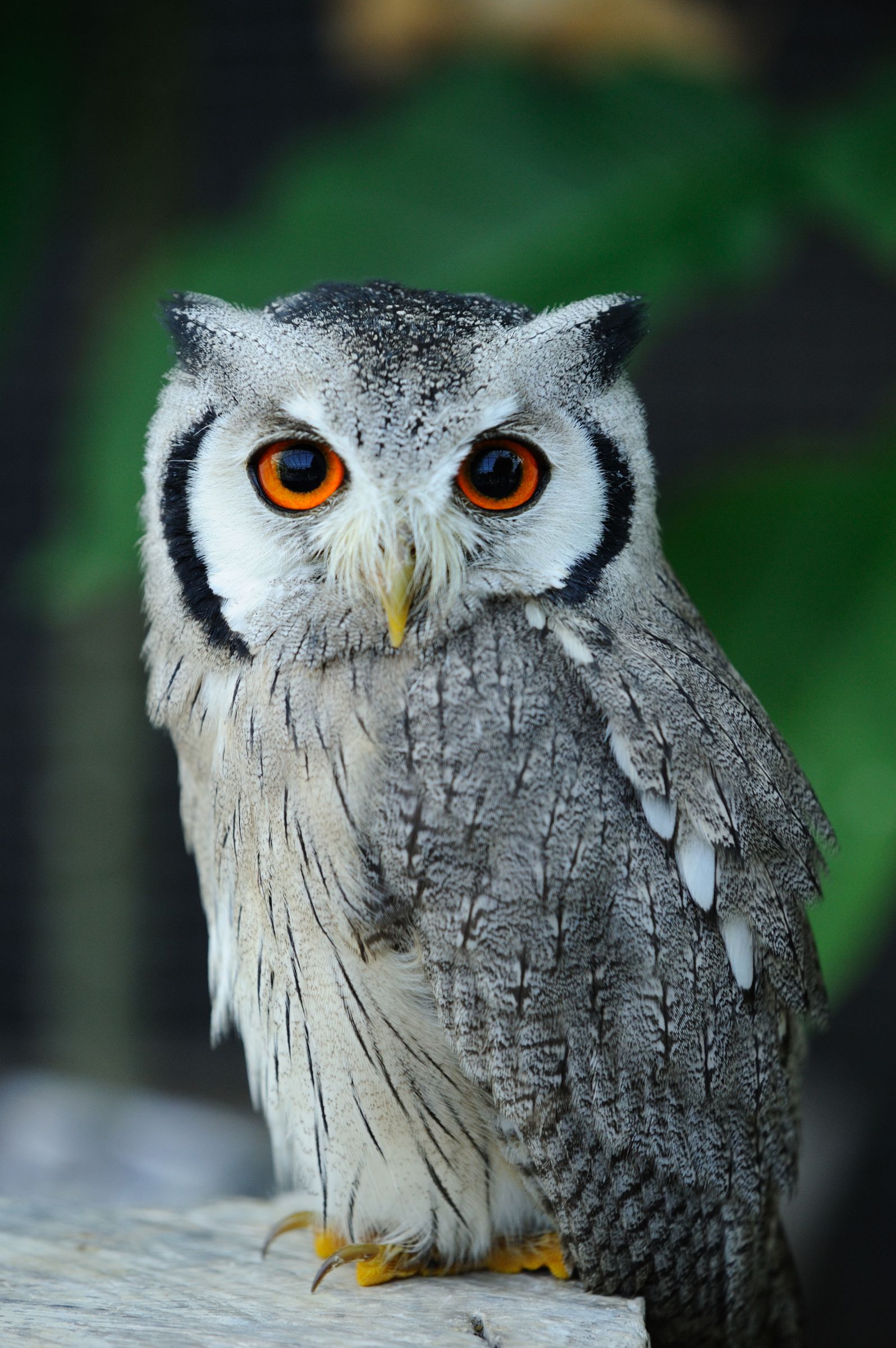 ポポちゃん | GANREF