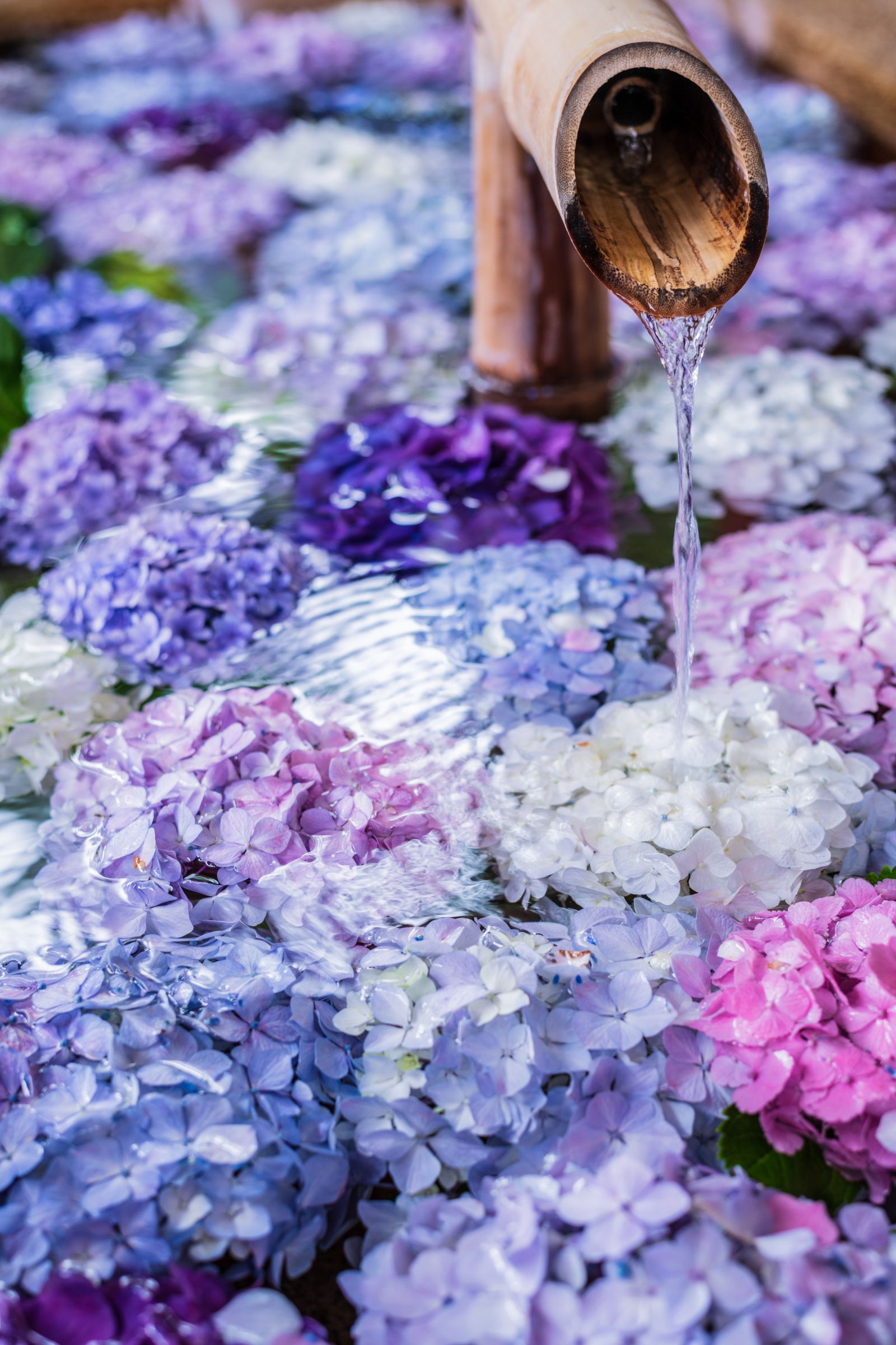 紫陽花 水中紫陽花 | GANREF
