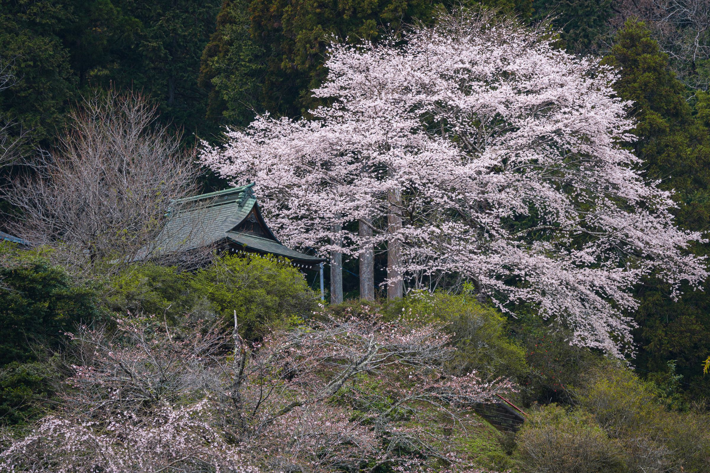 神様を見守る桜🌸 | GANREF