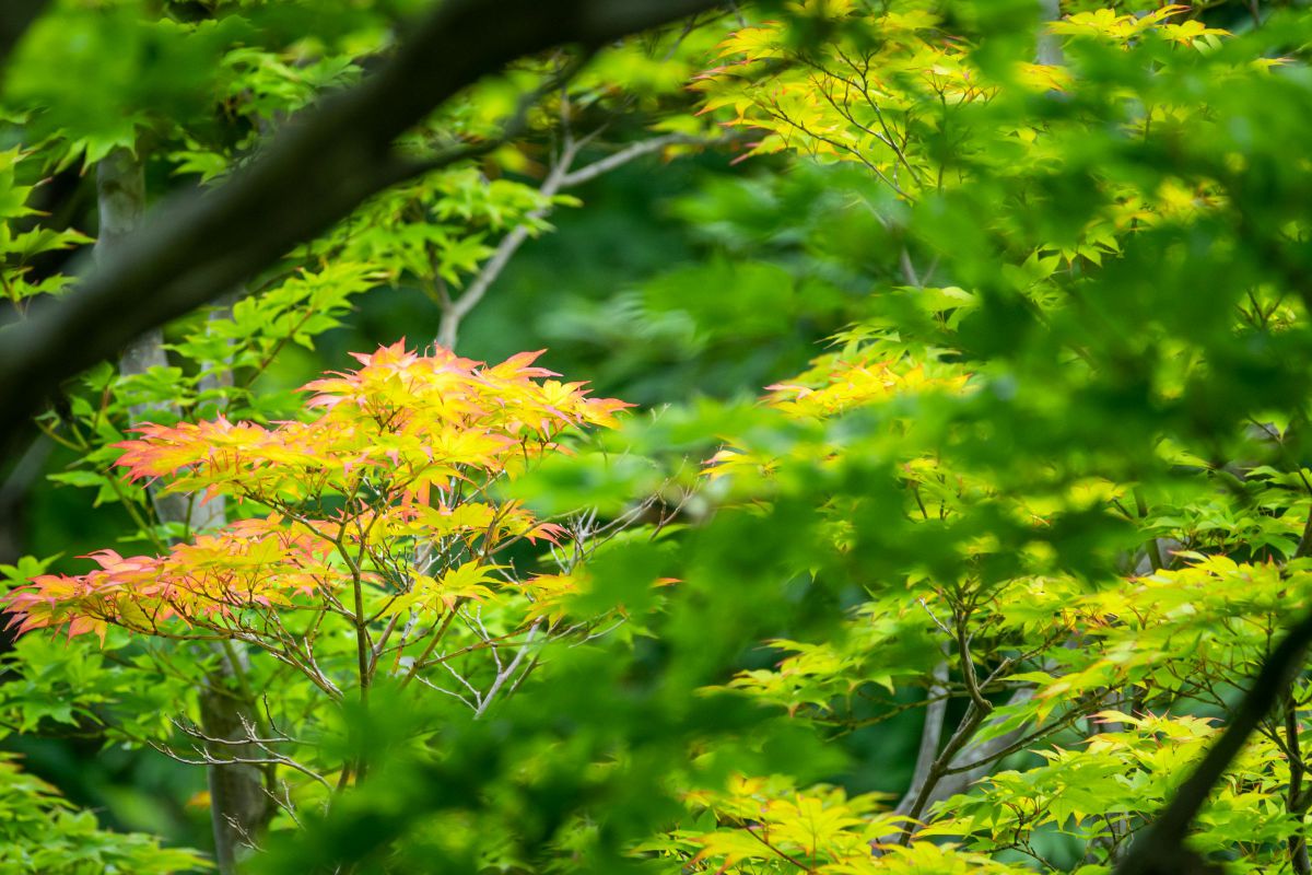 紅葉ページ 住宅街に紅葉の赤い帯～京都西京・桂坂「モミジバフウ」の並木道