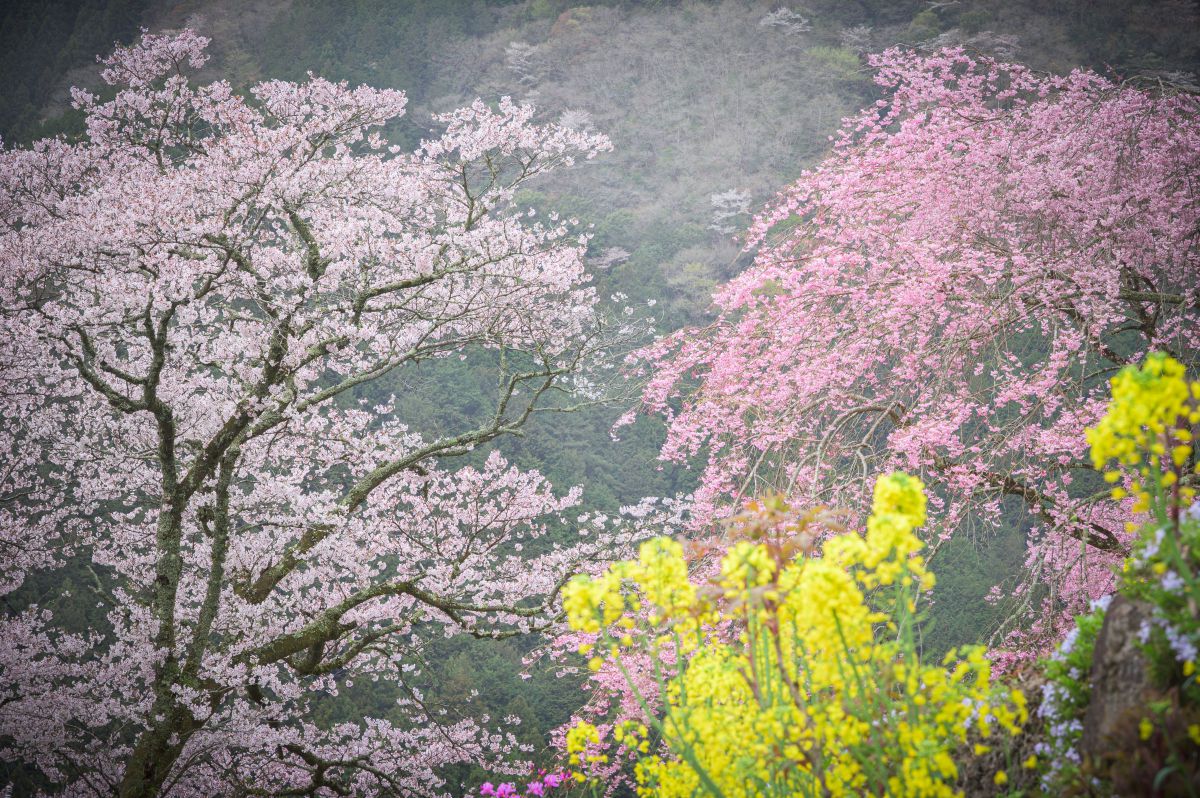 春霞 | GANREF