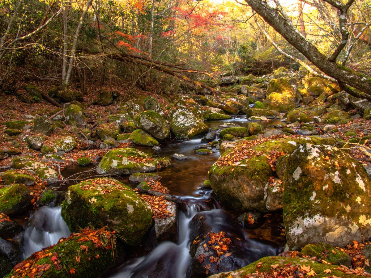 秋の清流の森 自然 風景 森林 Ganref