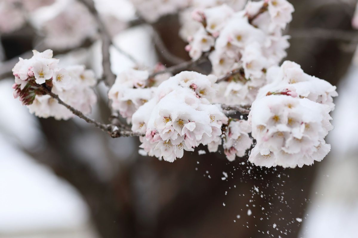 雪桜.JPG | GANREF