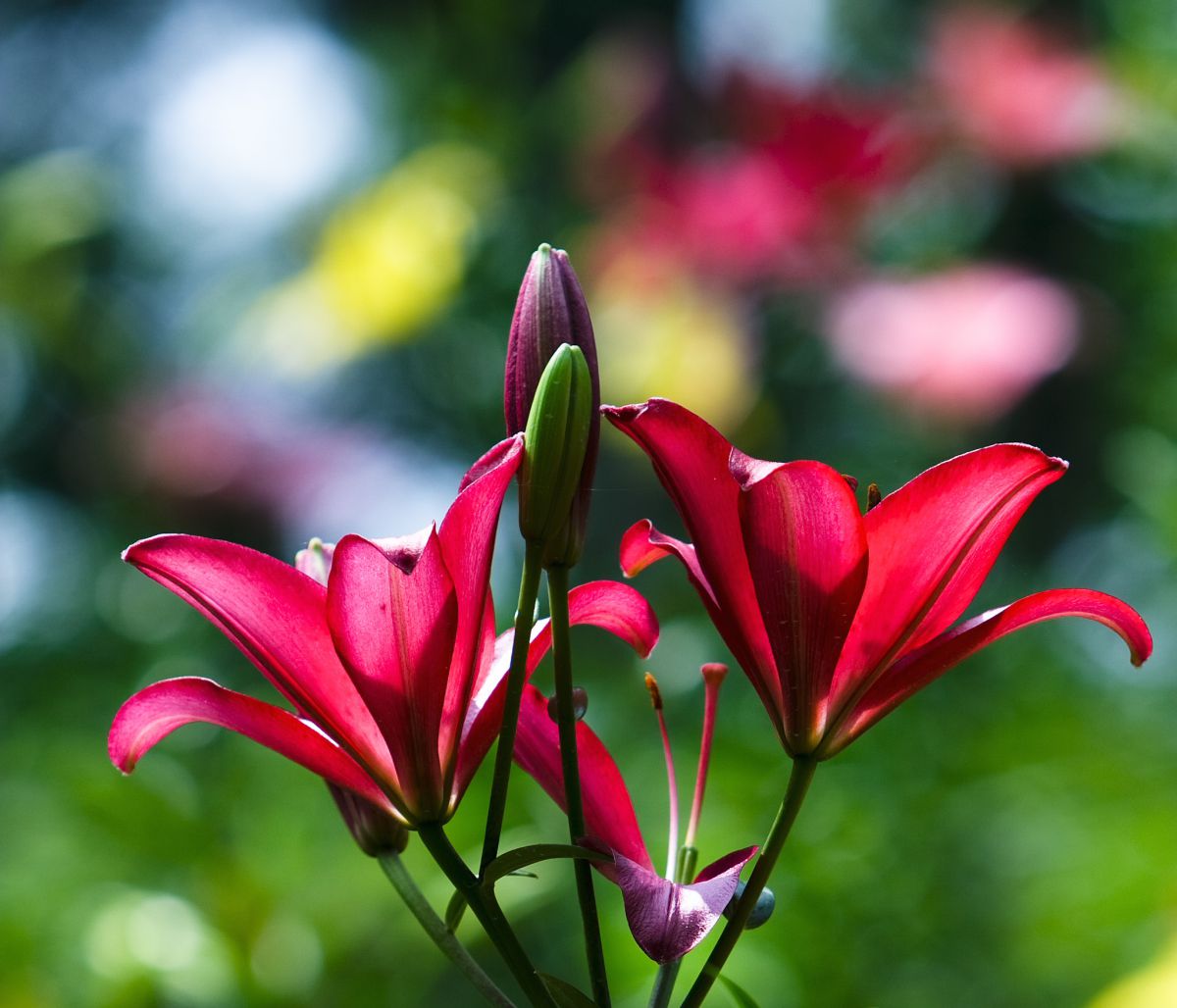 ワインレッドに輝いて 植物 花 花びら Ganref ワインレッドに輝いて 植物 花 花びら Ganref