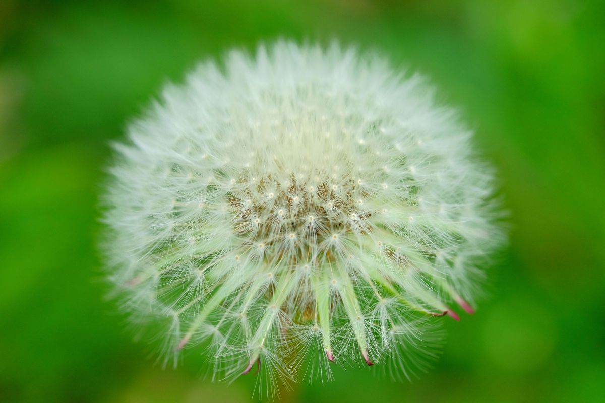 わたぼうし 植物 花 花びら Ganref