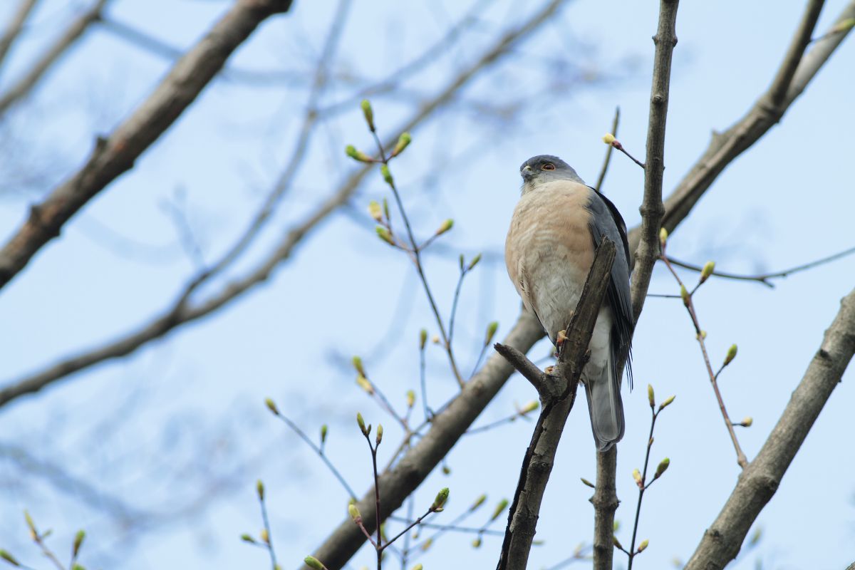 頑張れ とーちゃん 動物 鳥類 Ganref