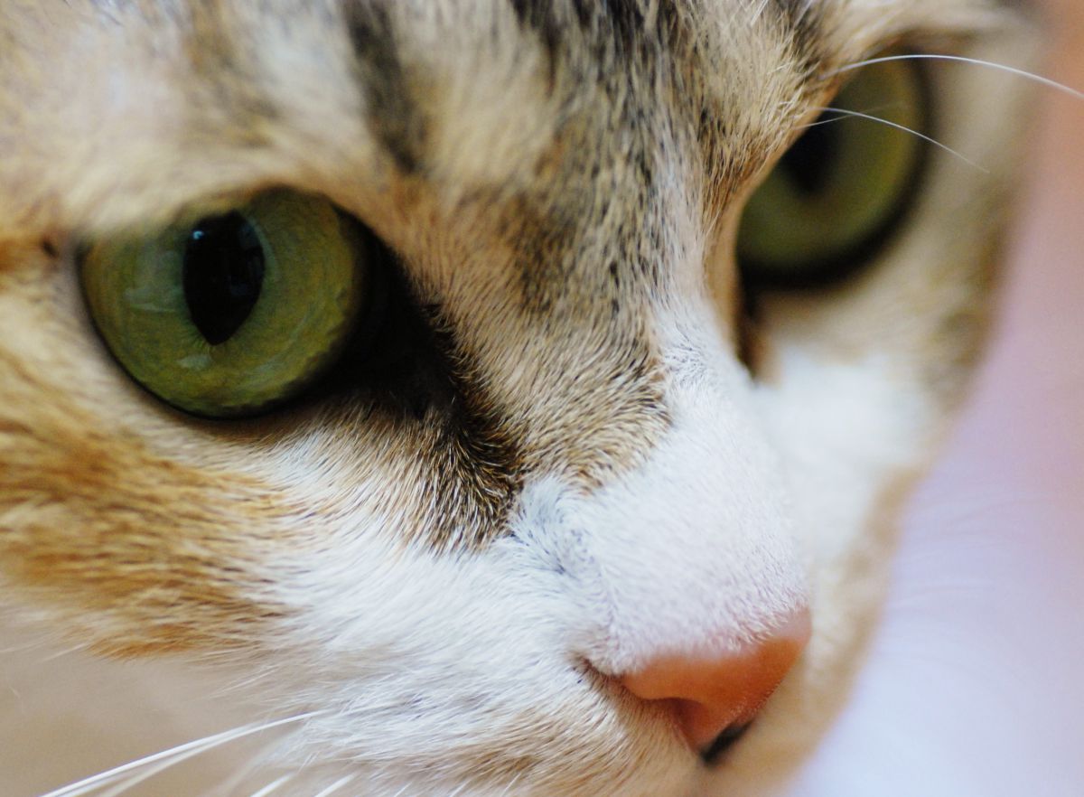 むすっとねこ 動物 猫 Ganref