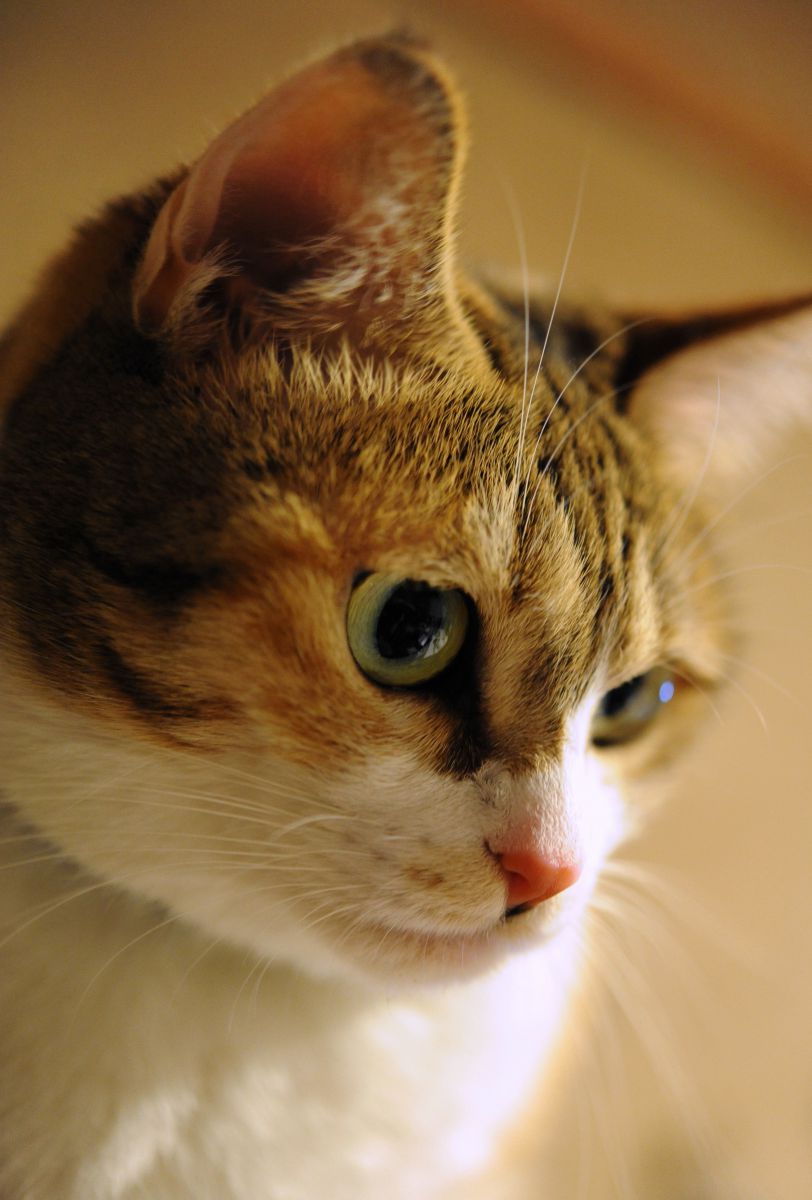 ものおもふねこ３ 動物 猫 Ganref