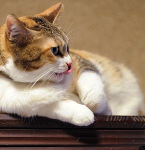 むすっとねこ 動物 猫 Ganref