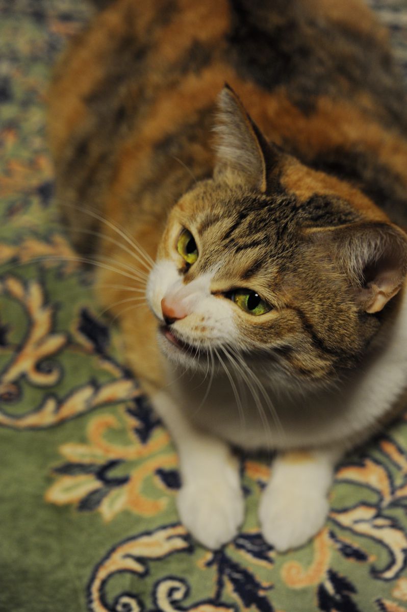 にやりするねこ 動物 猫 Ganref