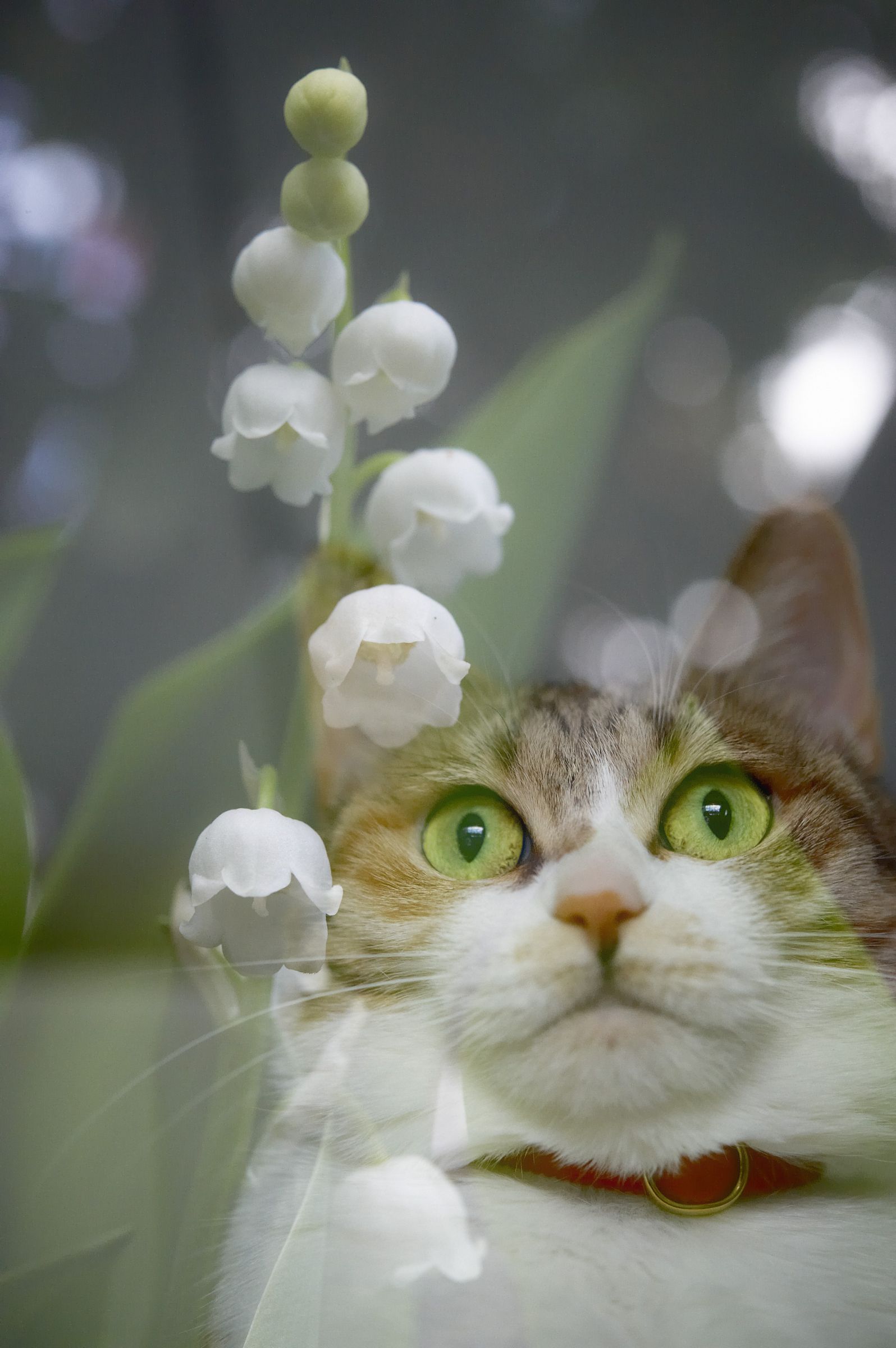 すずらんとねこ2 | GANREF