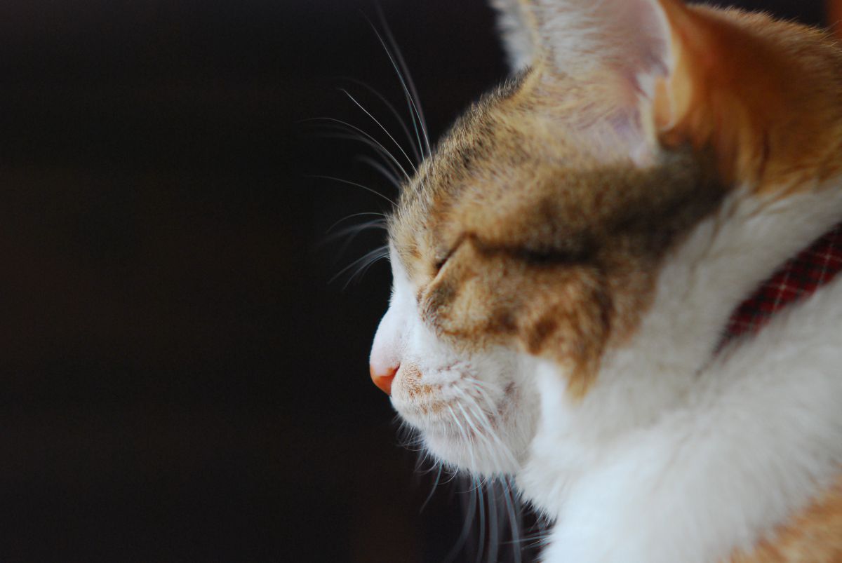 ものおもふねこ 動物 猫 Ganref