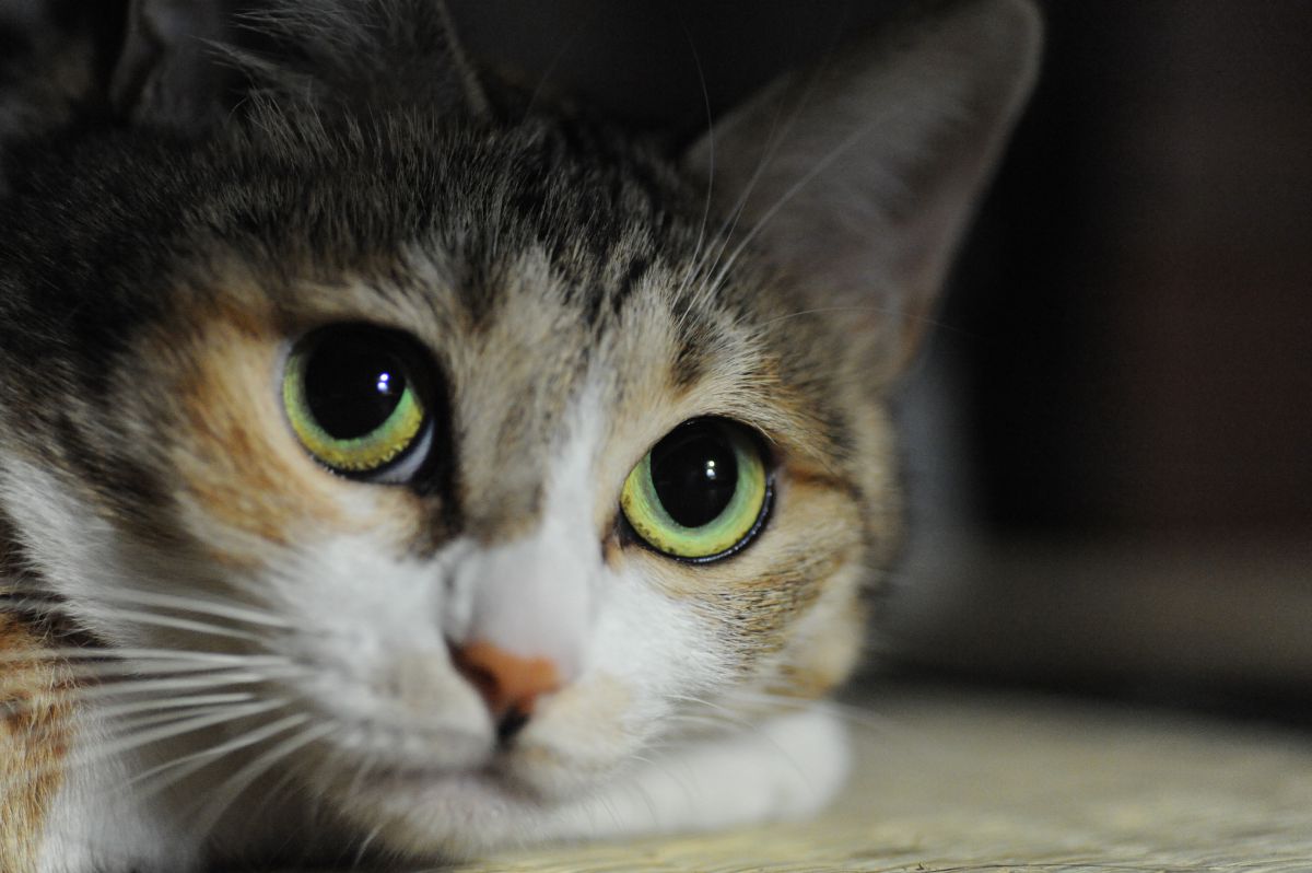 ゆめおもふねこ 動物 猫 Ganref