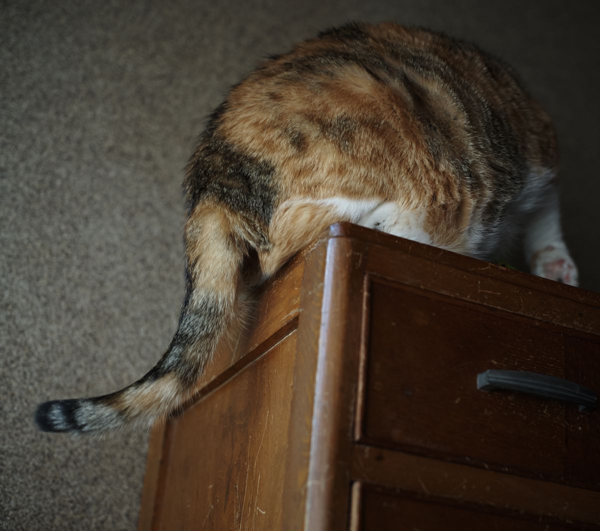 しっぽのうた 動物 猫 Ganref